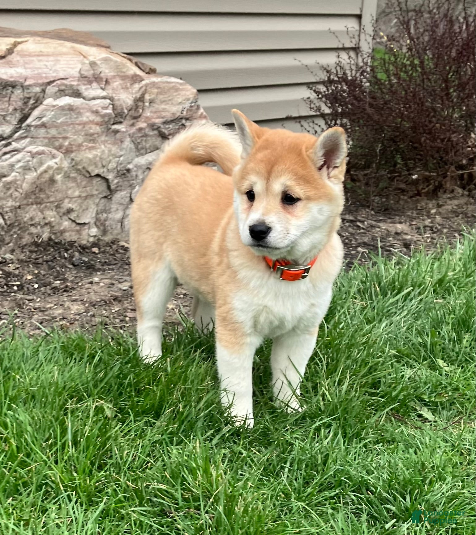 Shiba Inu dogs Twilight - Ad 1