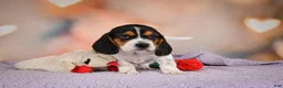 Beagle dogs for sale: OTTO - Ad 8