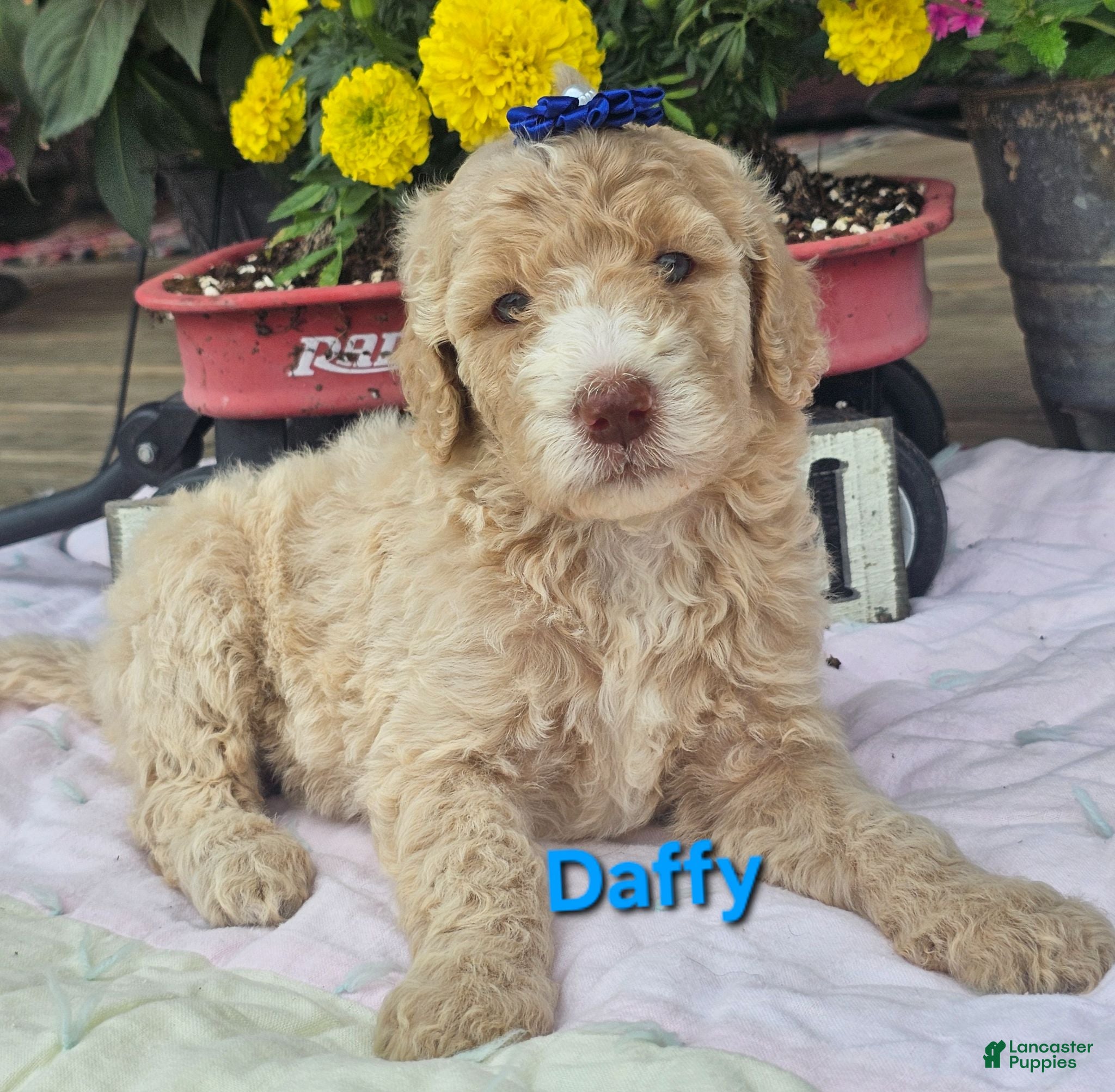 Goldendoodle dogs Daffy - Ad 1