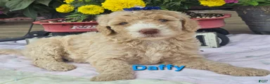 Daffy