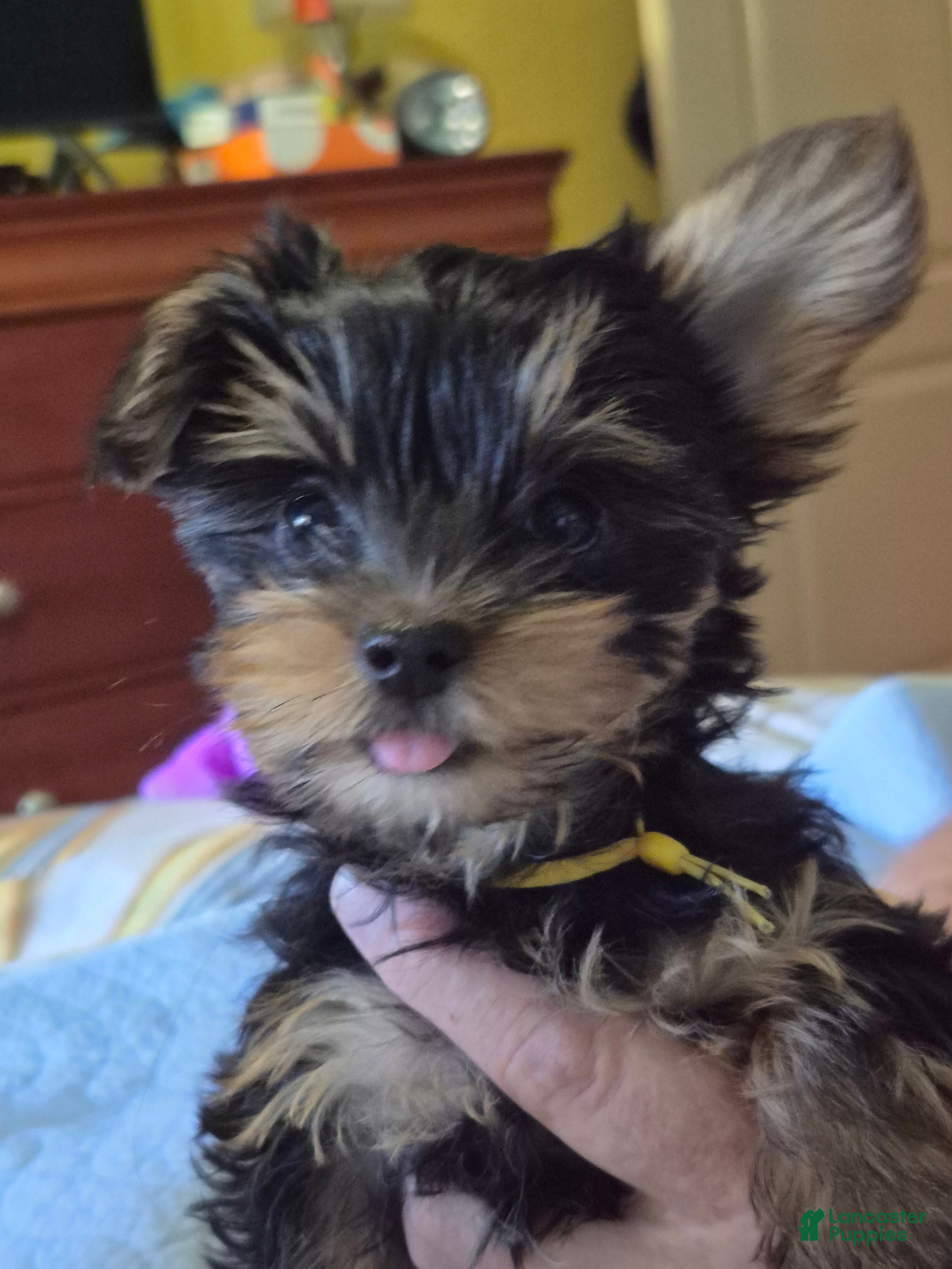 Yorkshire Terrier dogs Mellow Yellow - Ad 1