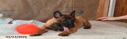 Belgian Malinois dogs for sale: Rex - Ad 5