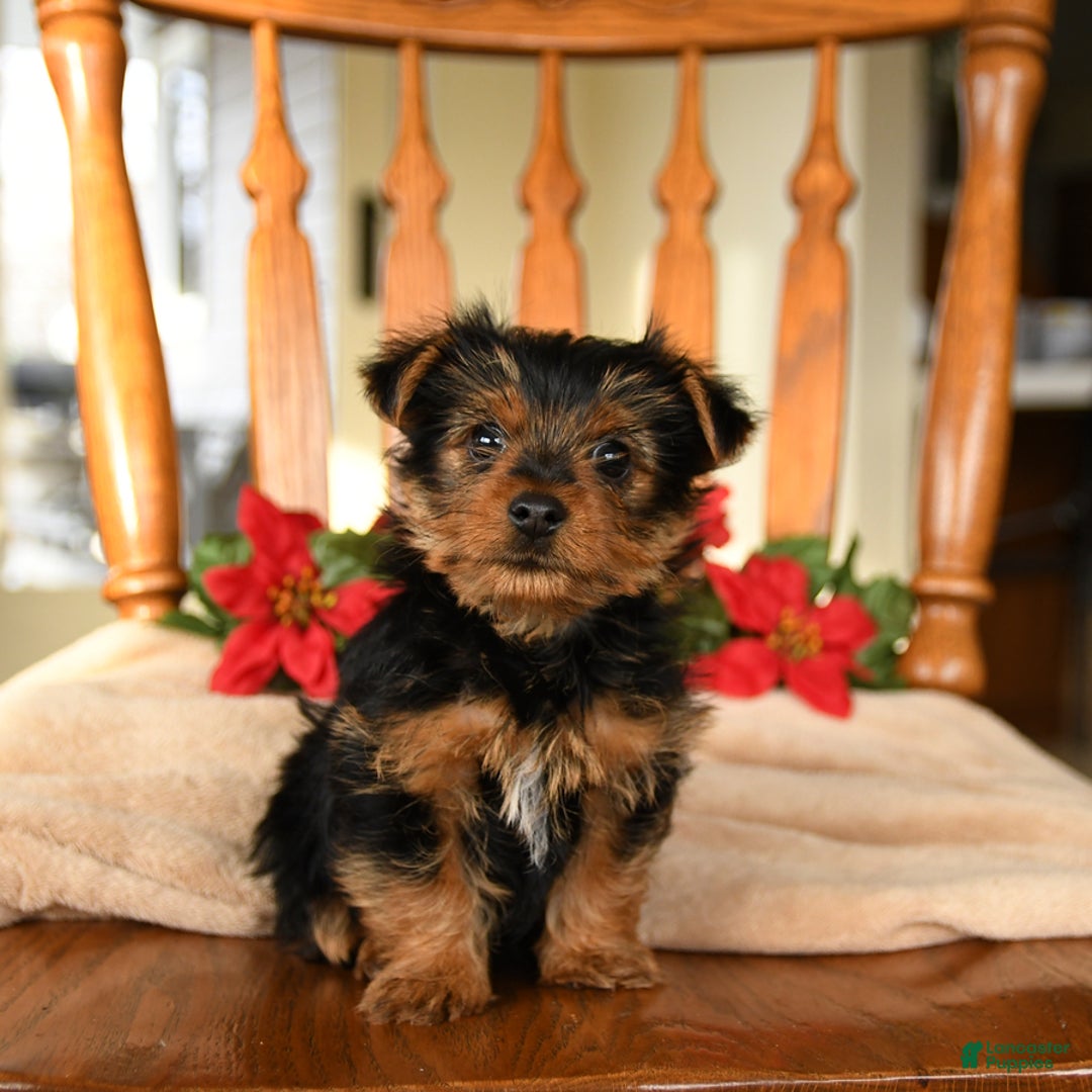 Yorkshire Terrier dogs for sale: Midnight - Ad 3