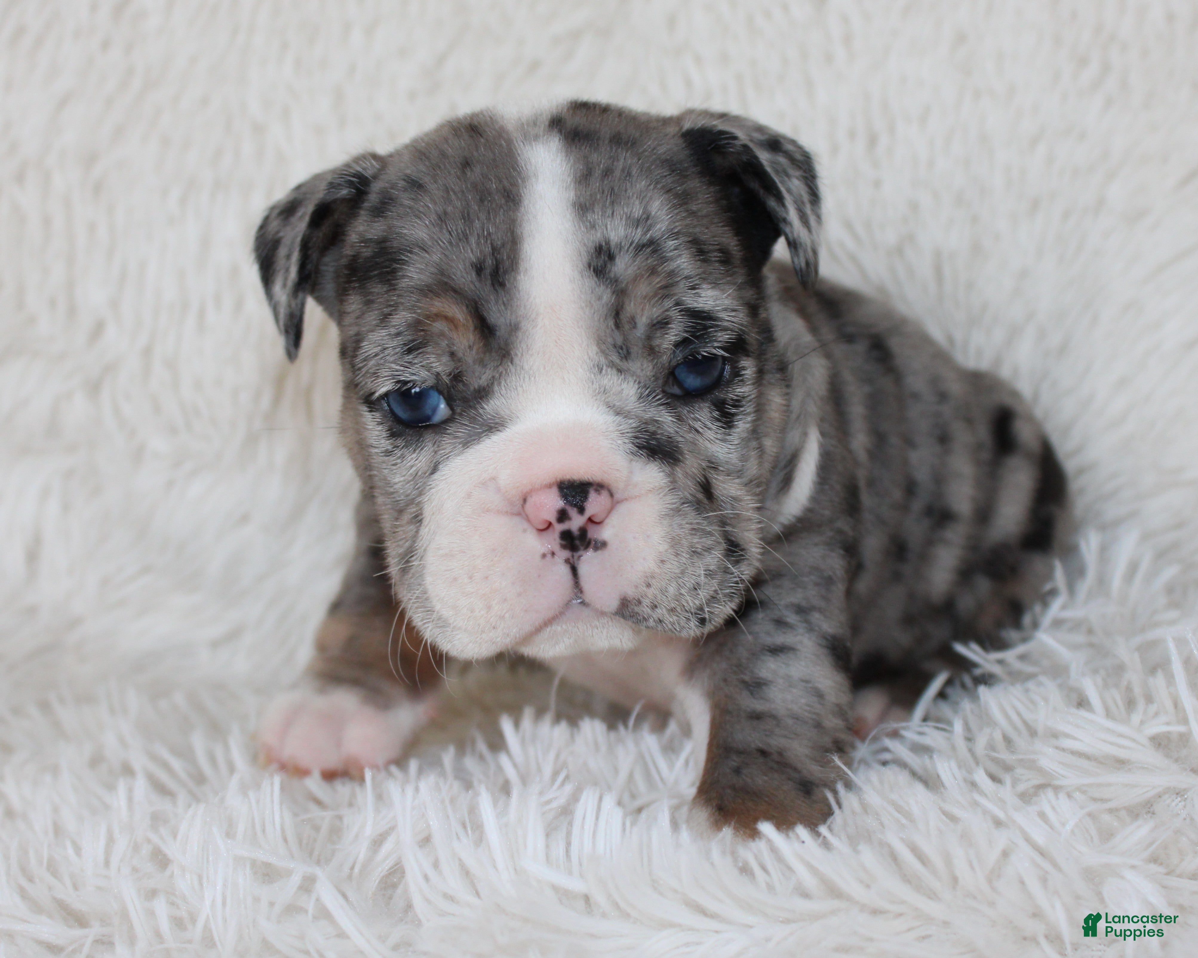 English Bulldog dogs Nikki - Ad 2