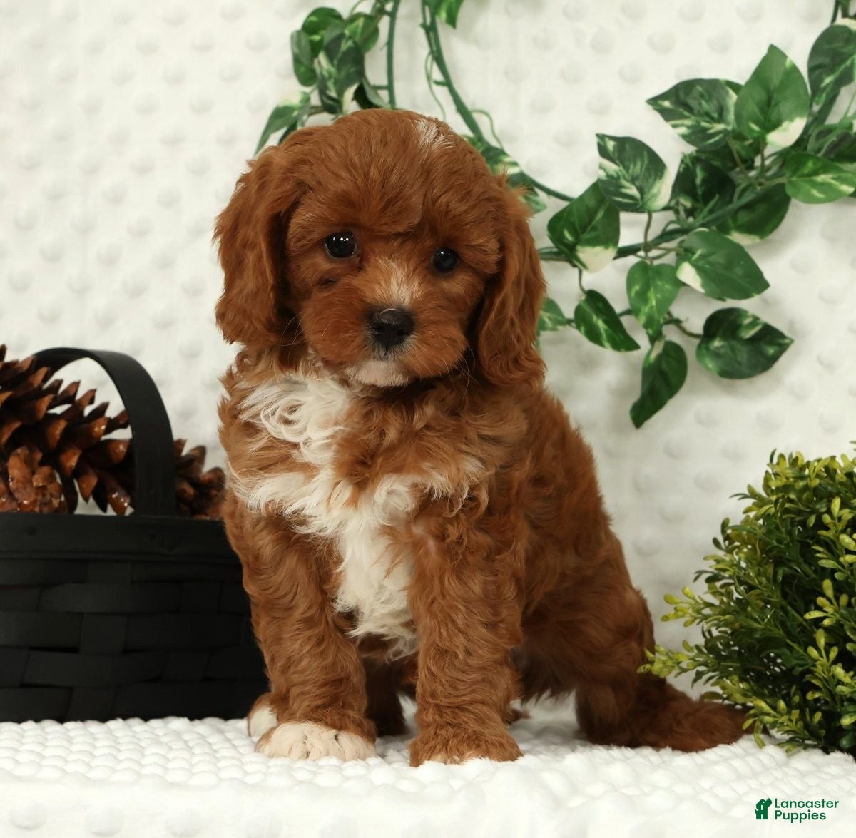 Cavapoo dogs Leo - Ad 2
