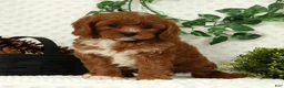 Cavapoo dogs for sale: Leo - Ad 2