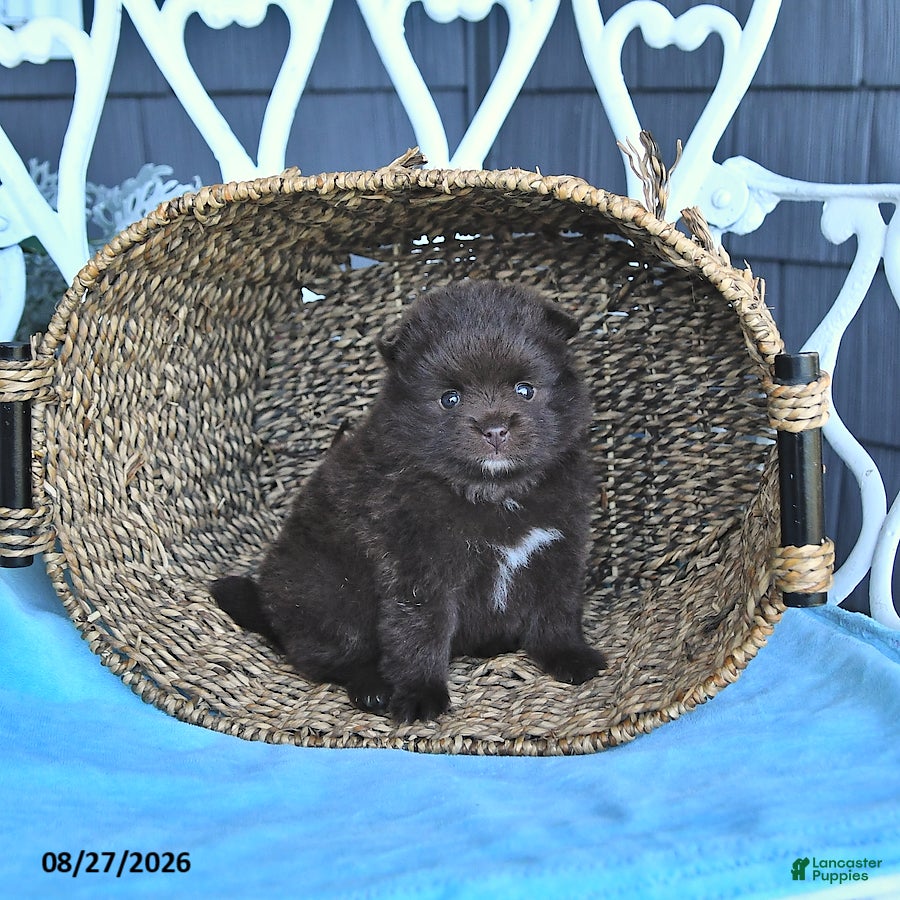 Pomeranian dogs Atlas - Ad 2