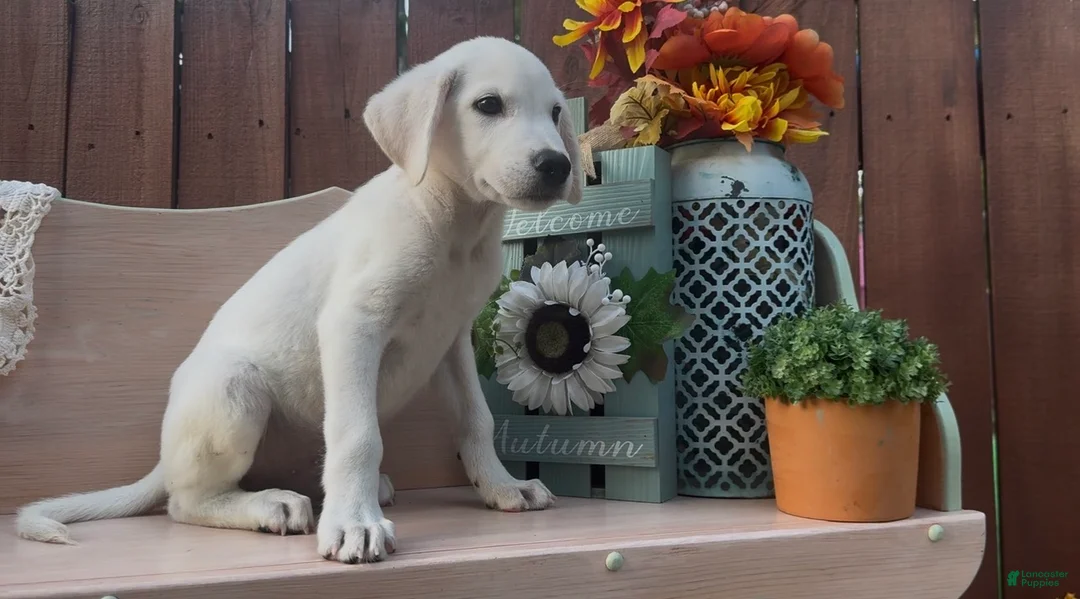 Labrador Retriever dogs for sale: Labrador Retriever 2 - Ad 2