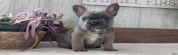 French Bulldog dogs for sale: Namor - Ad 5