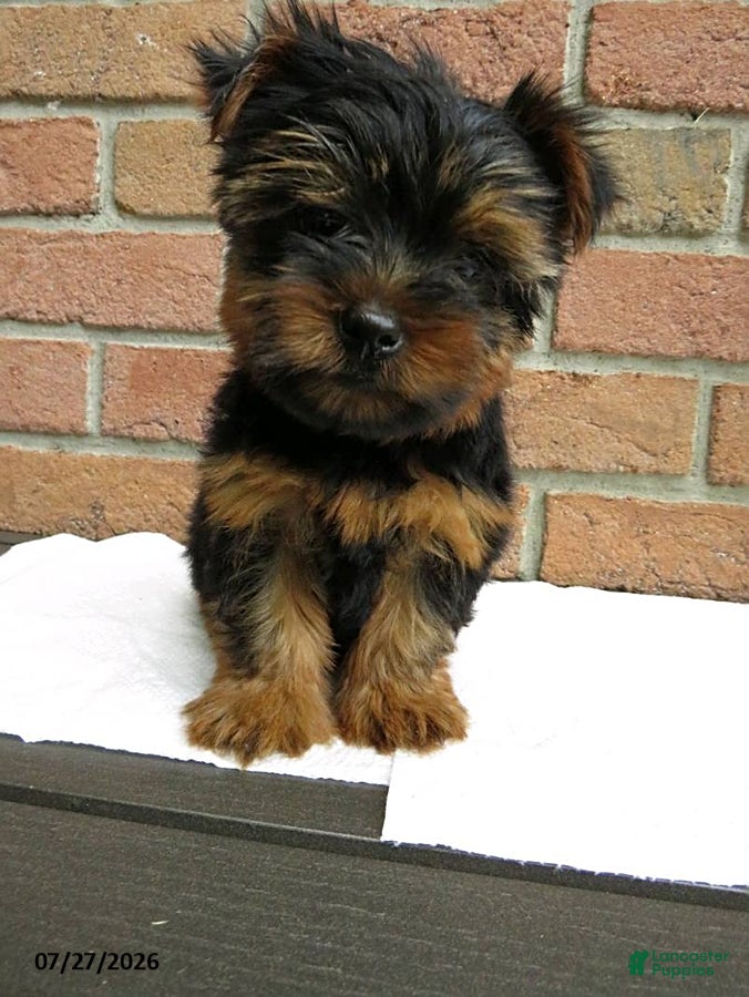 Yorkshire Terrier dogs Charlie - Ad 2