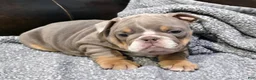 English Bulldog dogs for sale: Pruitt - Ad 1