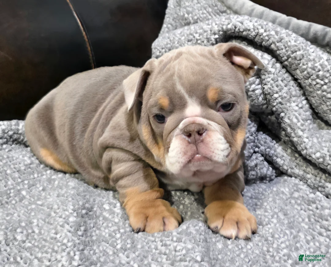 English Bulldog dogs for sale: Pruitt - Ad 1
