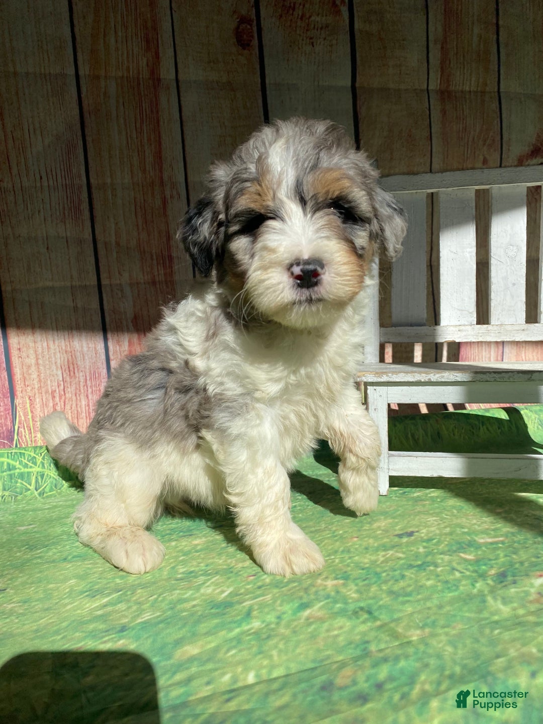 Mini Bernedoodle dogs for sale: Cowboy - Ad 1