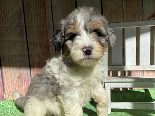 Mini Bernedoodle dogs Cowboy - Ad 32