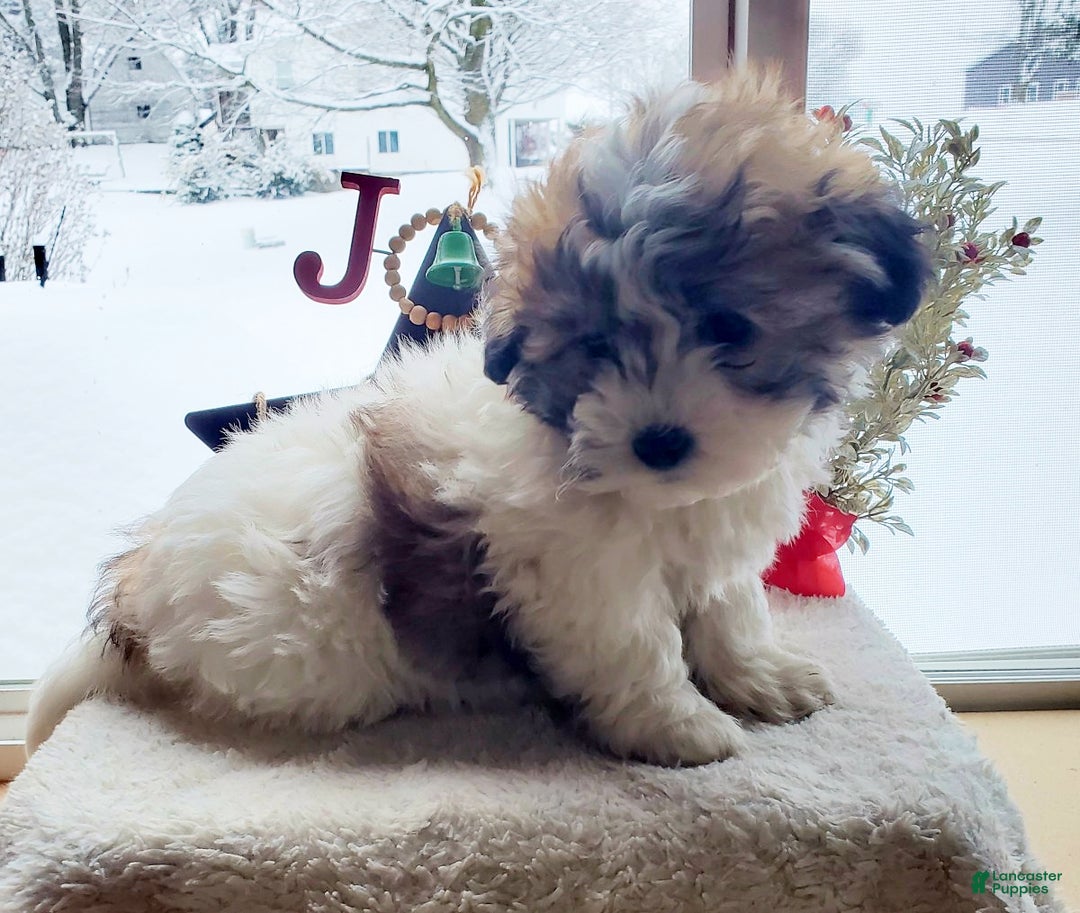 Teddy Bear dogs for sale: Buster - Ad 1