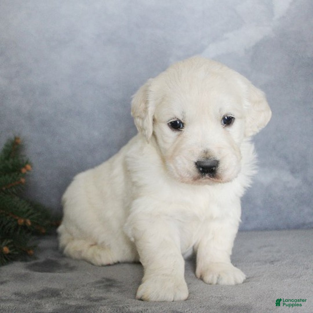 Golden Retriever dogs for sale: Angel - Ad 3