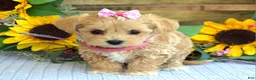 Maltipoo dogs for sale: Tessa - Ad 13