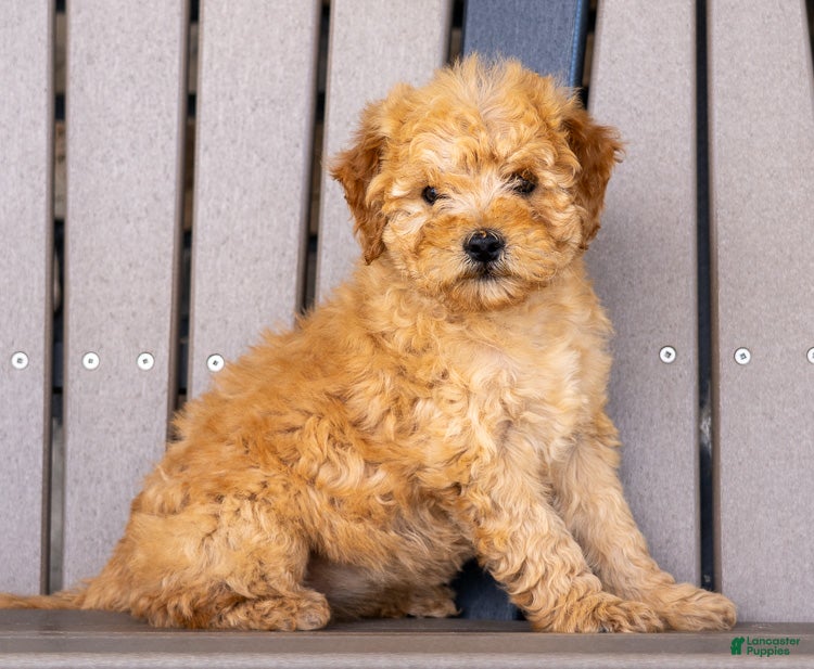 Mini Goldendoodle dogs for sale: Lucy - Ad 1