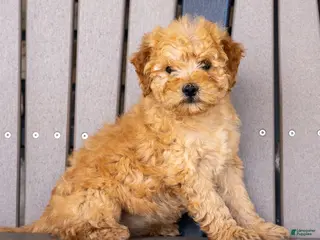 Mini Goldendoodle dogs for sale: Lucy - Ad 1