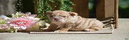 English Bulldog dogs for sale: Molly - Ad 5
