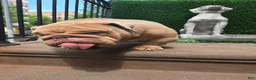 English Bulldog dogs for stud: OPEN FOR STUD - Ad 57