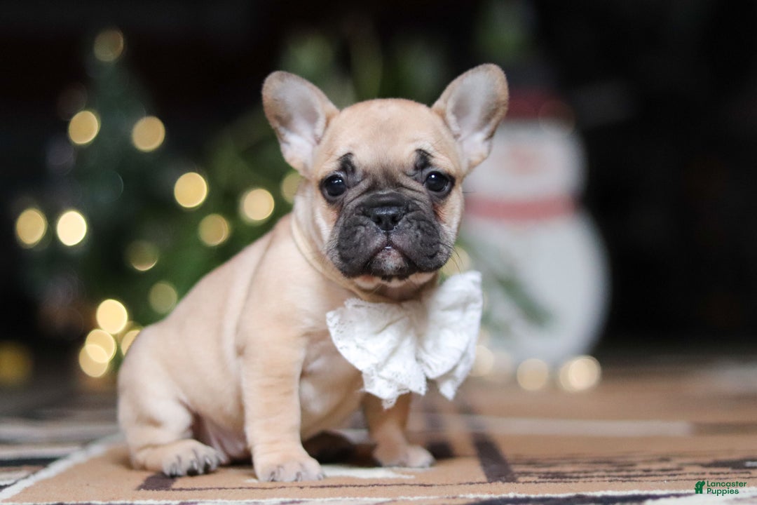 French Bulldog dogs for sale: Ivy - Ad 8