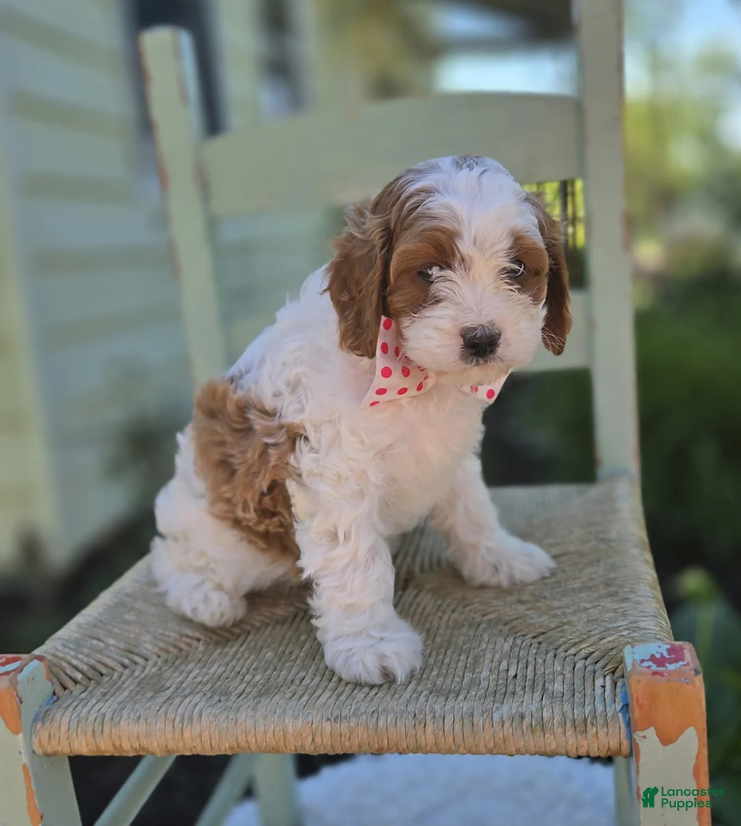 Cavapoo dogs for sale: Jewel - Ad 3
