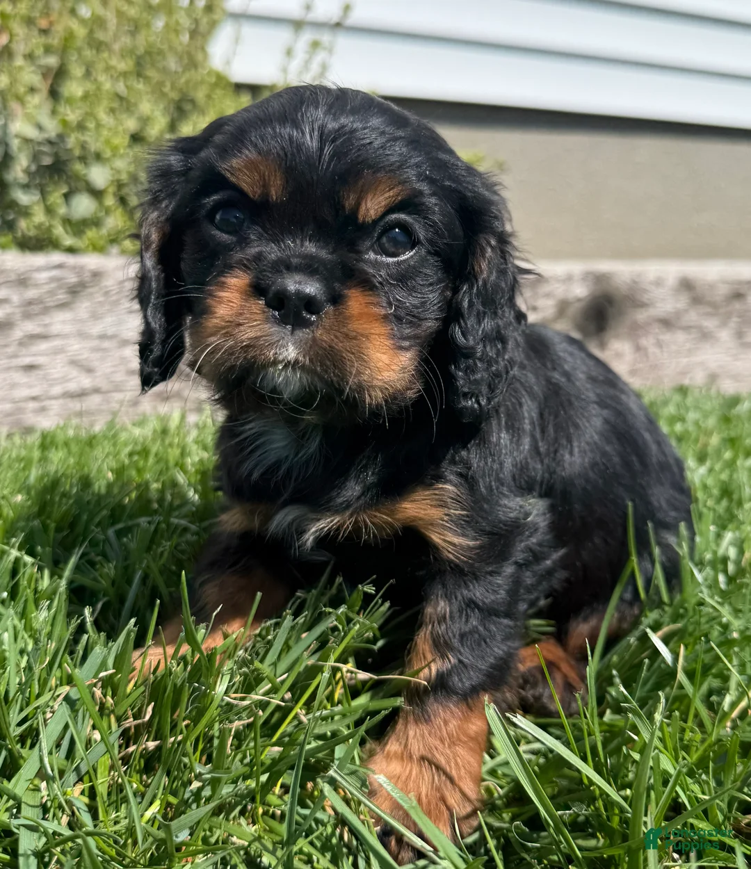 Cavalier King Charles Spaniel dogs for sale: Tanker - Ad 2
