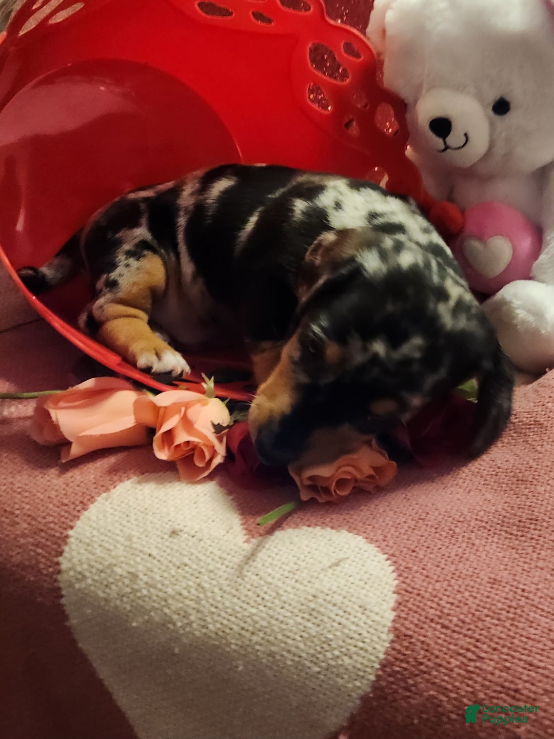 Miniature Dachshund dogs for sale: Miniature Dachshund Puppy 2 - Ad 3