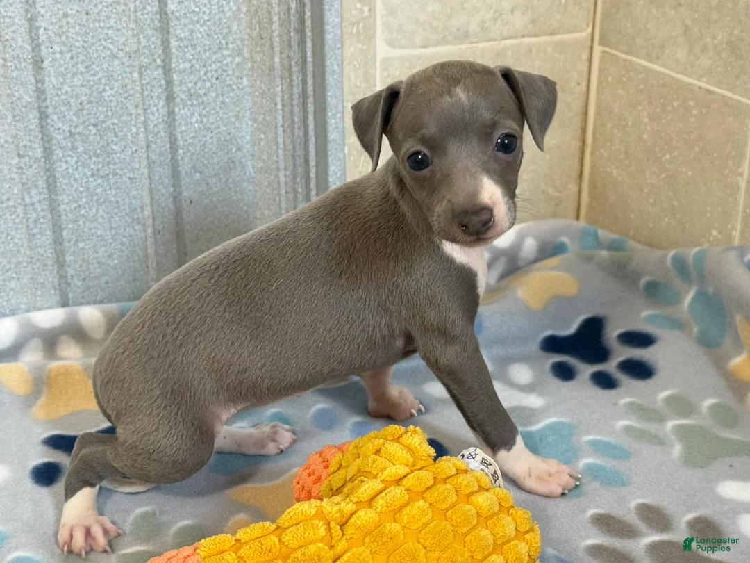 Italian Greyhound dogs for sale: Swan - Ad 2