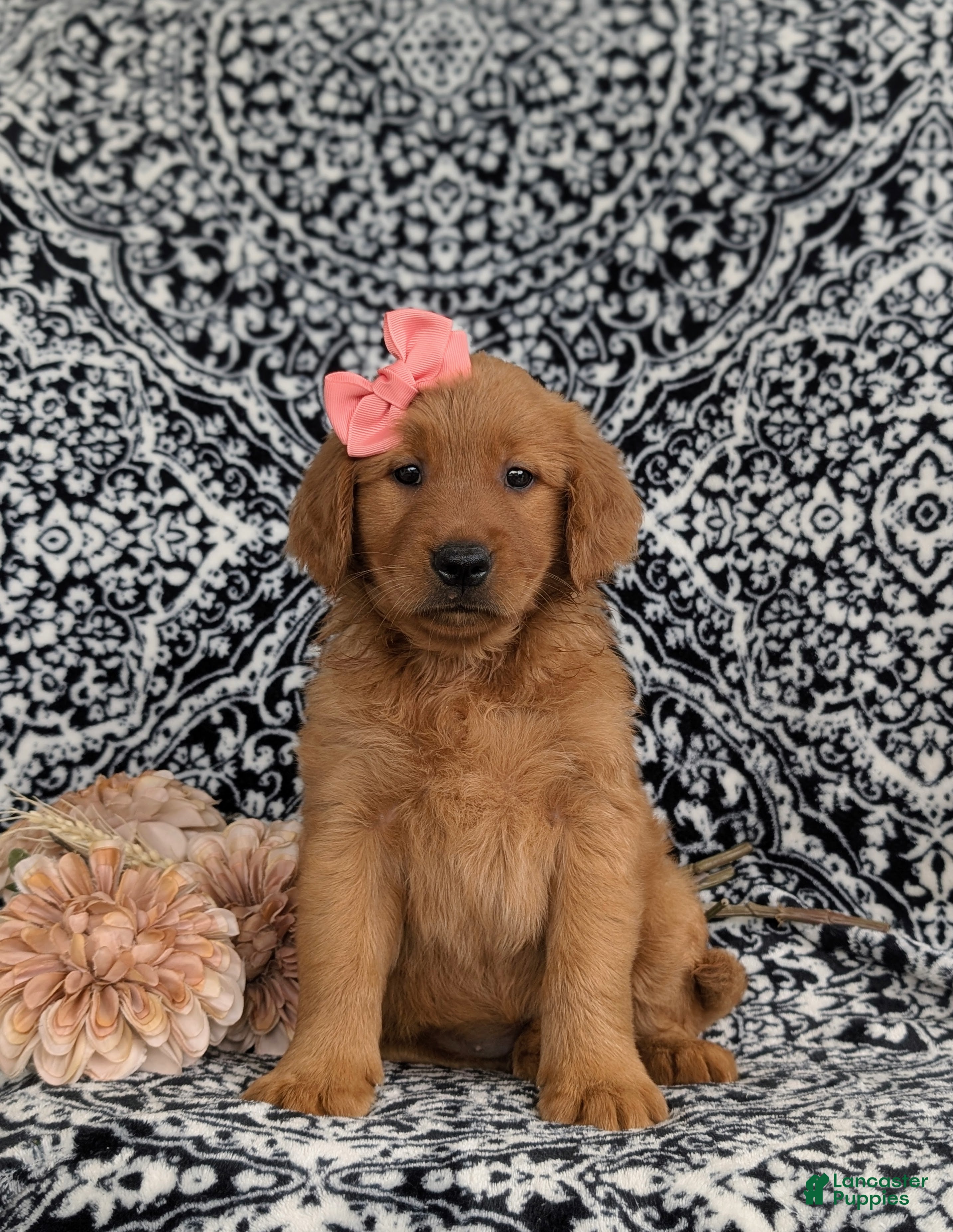 Golden Retriever dogs Yolanda AKC Reg - Ad 2