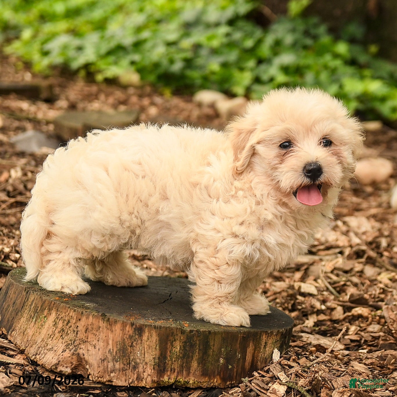 Maltipoo dogs Lily - Ad 2