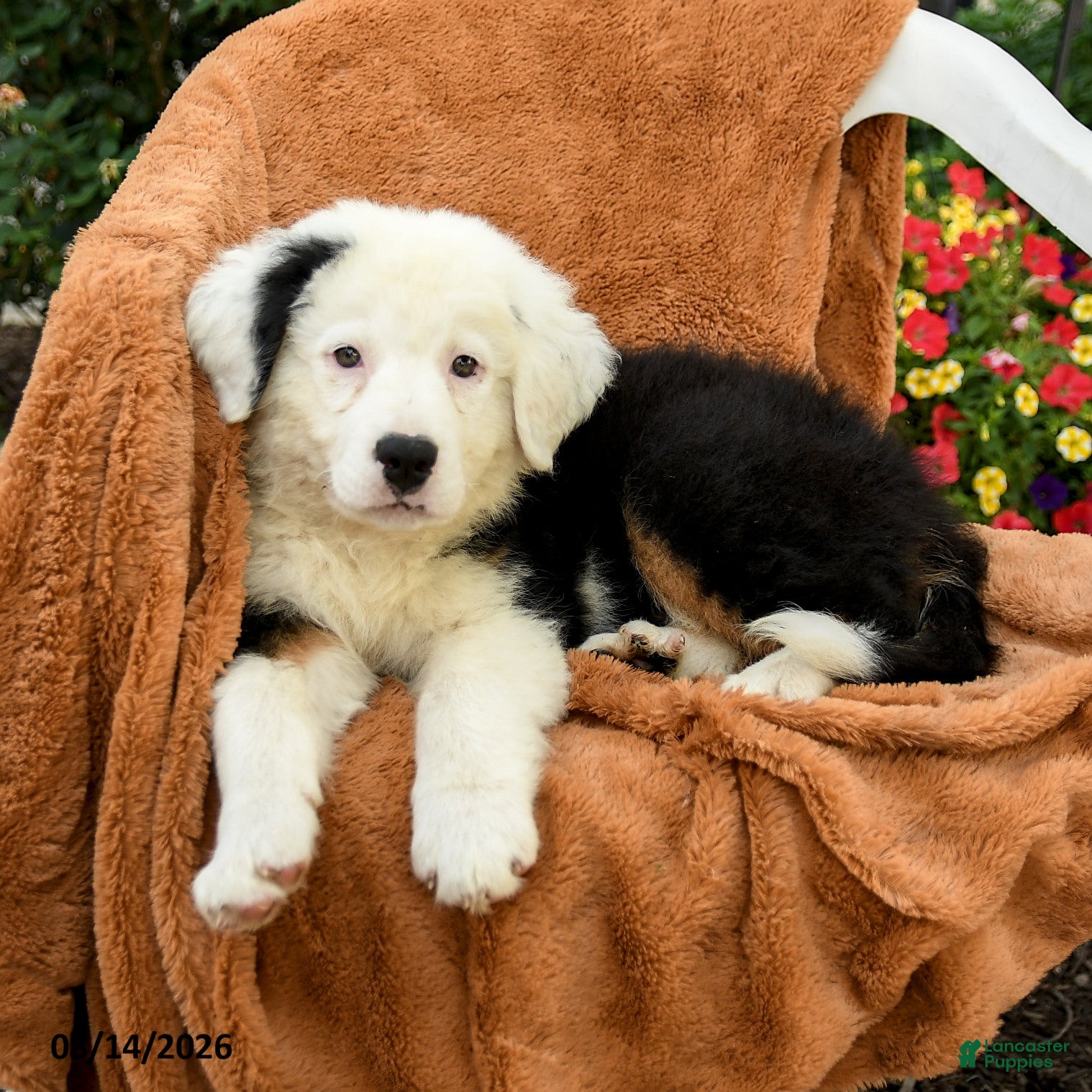 Australian Shepherd dogs Mateo  - Ad 2