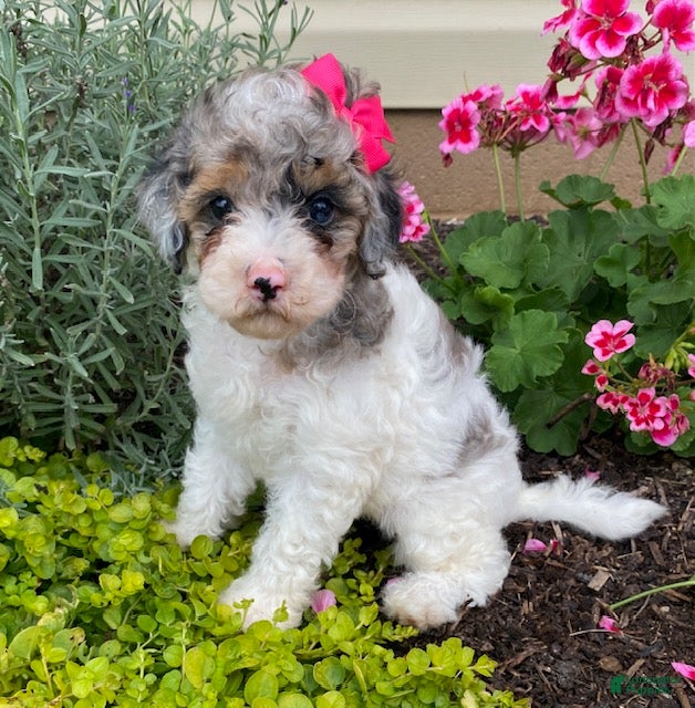 Cavapoo dogs Annie - Ad 1