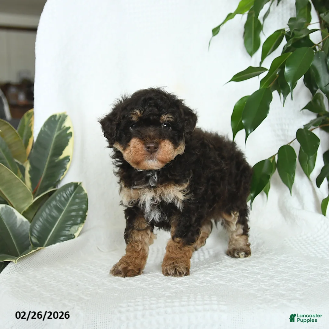 Miniature Poodle dogs for sale: Sage - Ad 5