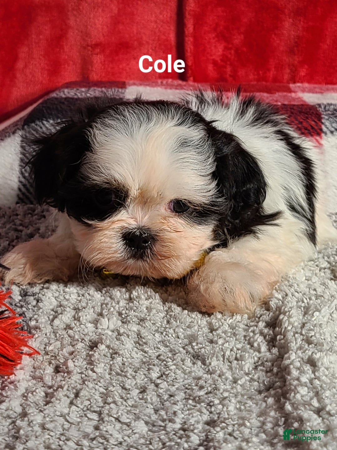 Shih Tzu dogs for sale: Cole  - Ad 5