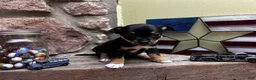 Chihuahua dogs for sale: 🐾Maggie~Black/tan Chihuahua - Ad 4