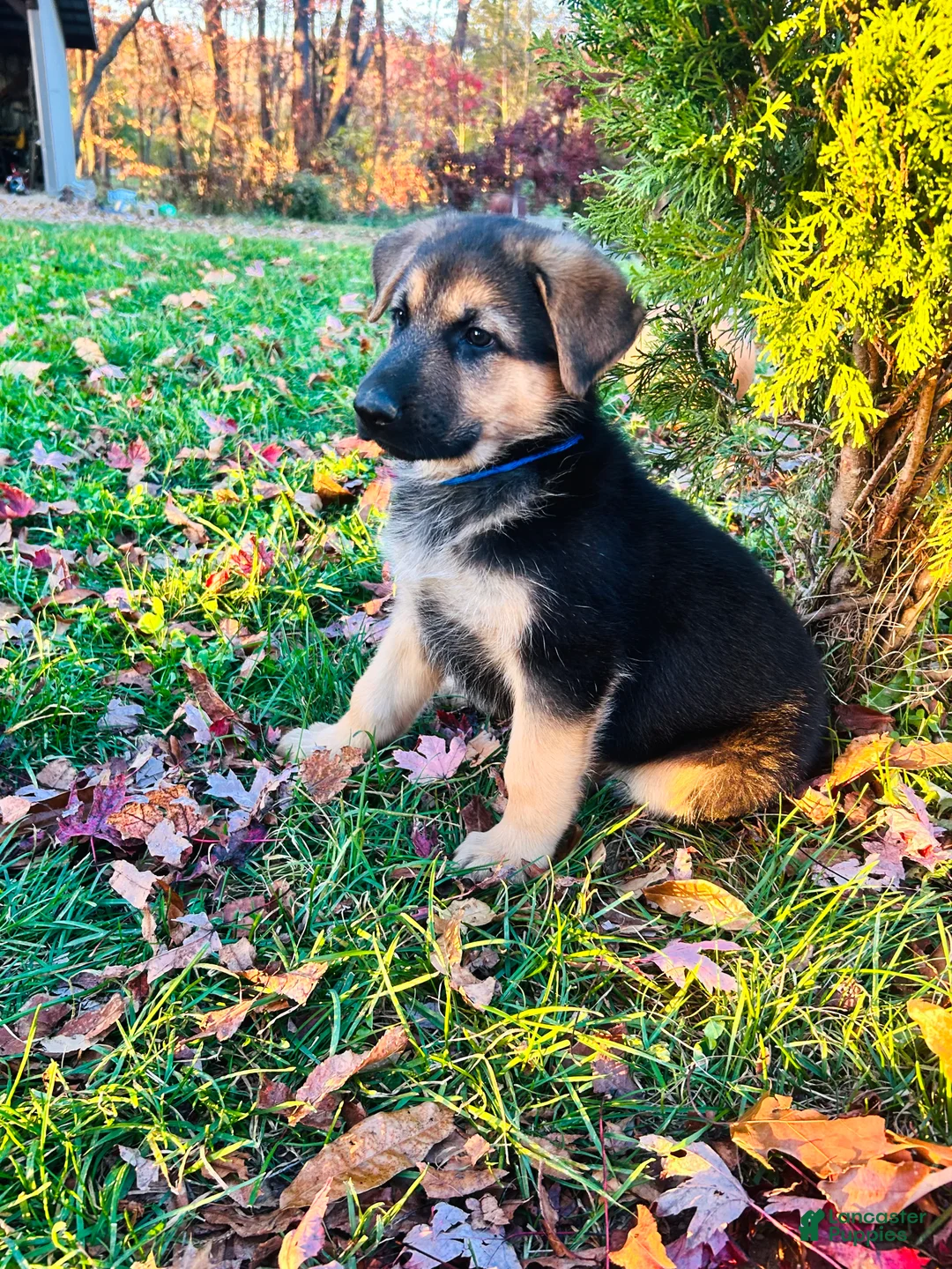 German Shepherd dogs for sale: America - Ad 1