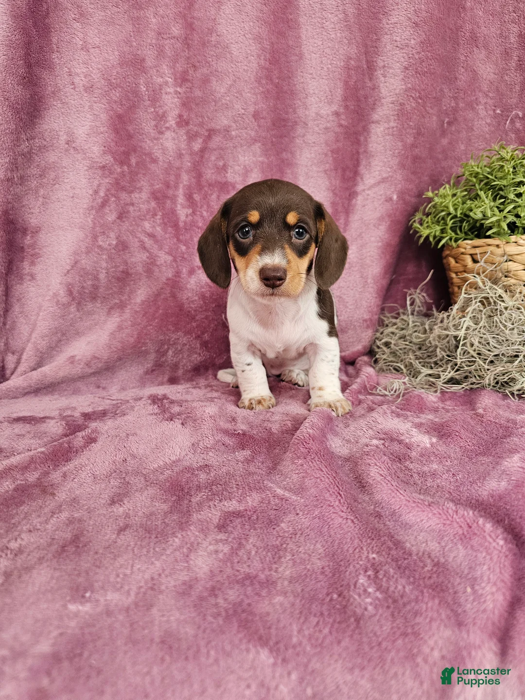 Dachshund dogs for sale: Carmen - Ad 1