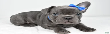 Harvey
