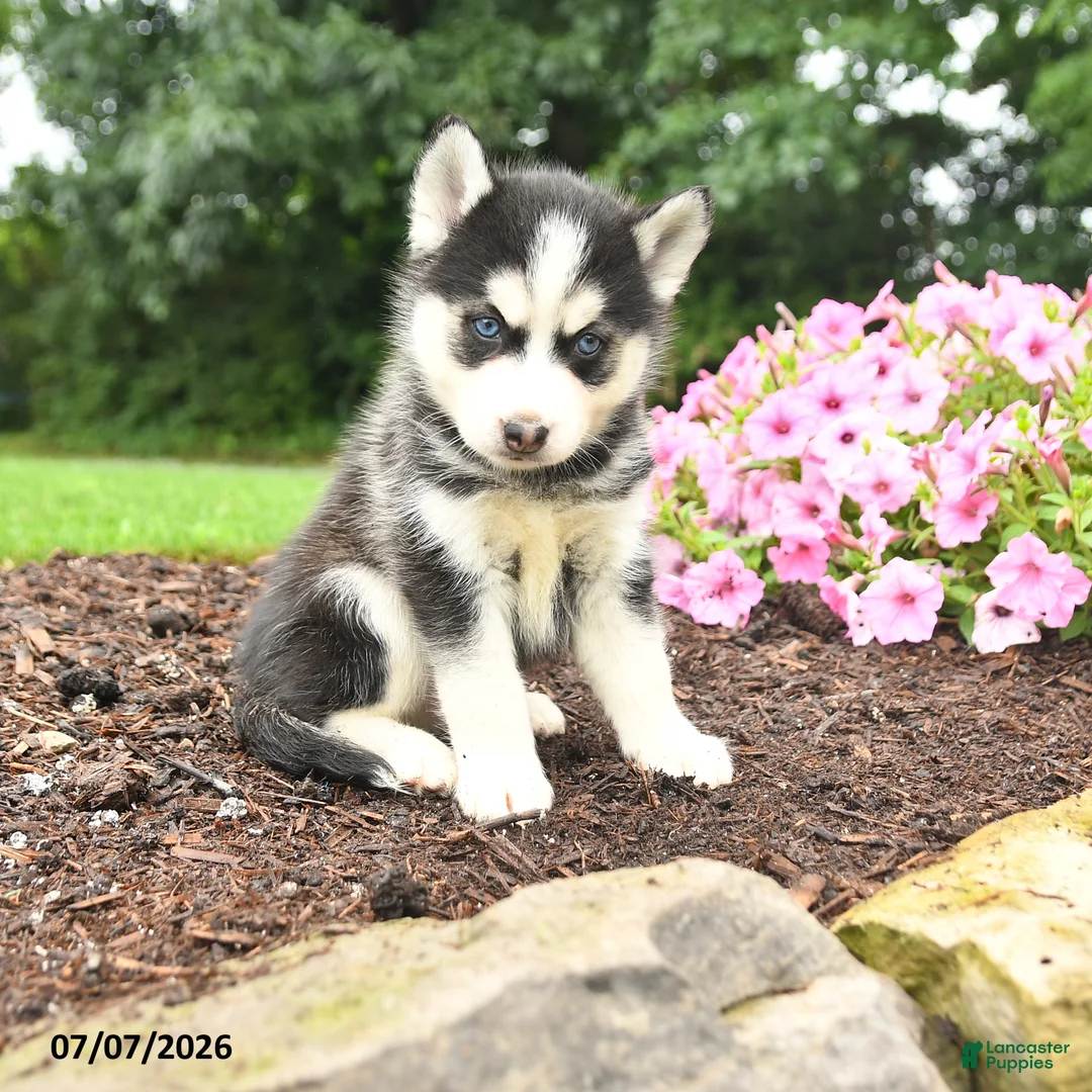 Pomsky dogs for sale: Edward - Ad 1