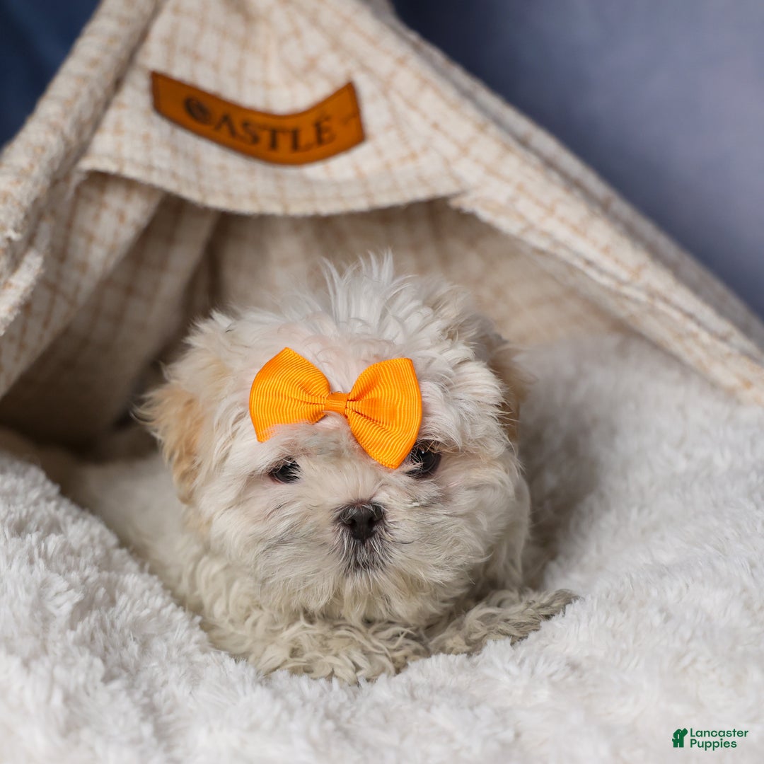 Shih Tzu dogs for sale: NICKY - Ad 7