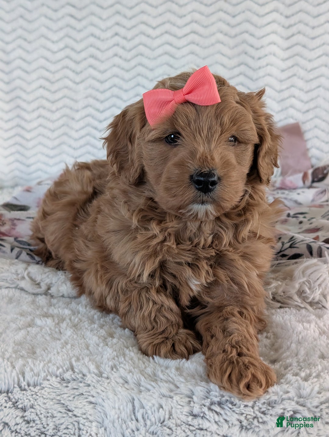 Goldendoodle dogs for sale: Bella - Ad 29