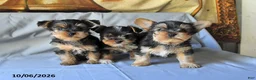 Yorkshire Terrier dogs for sale: Spot - Ad 5