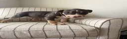 American Bully dogs for sale: Batman - Ad 5