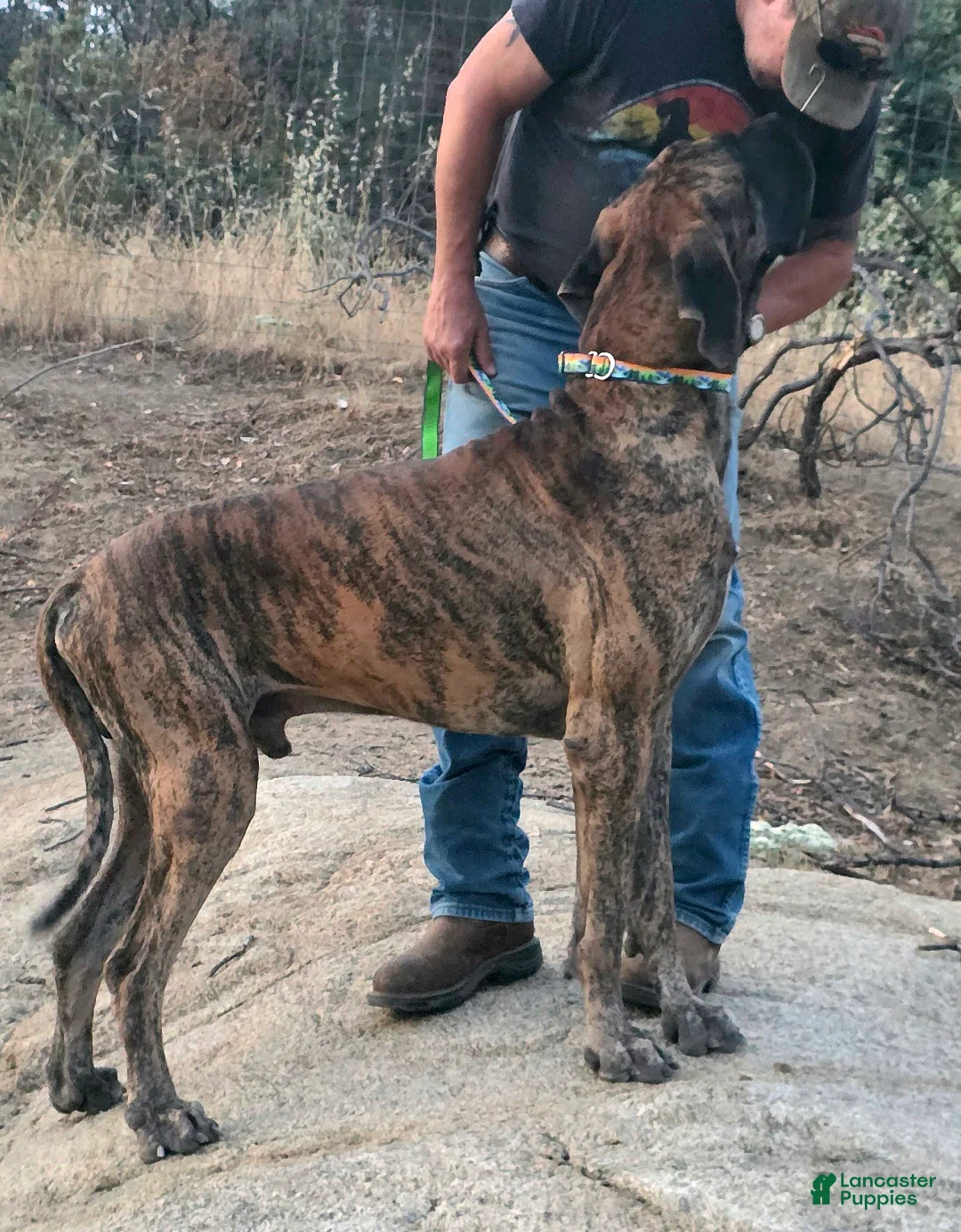 Great Dane dogs for sale: Bellows - Ad 14