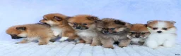 Pomeranian dogs for sale: Flynn  - Ad 22