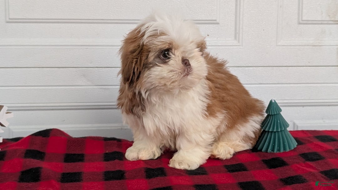 Shih Tzu dogs for sale: Mac - Ad 3