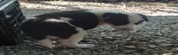 Border Collie dogs for sale: Max - Ad 3
