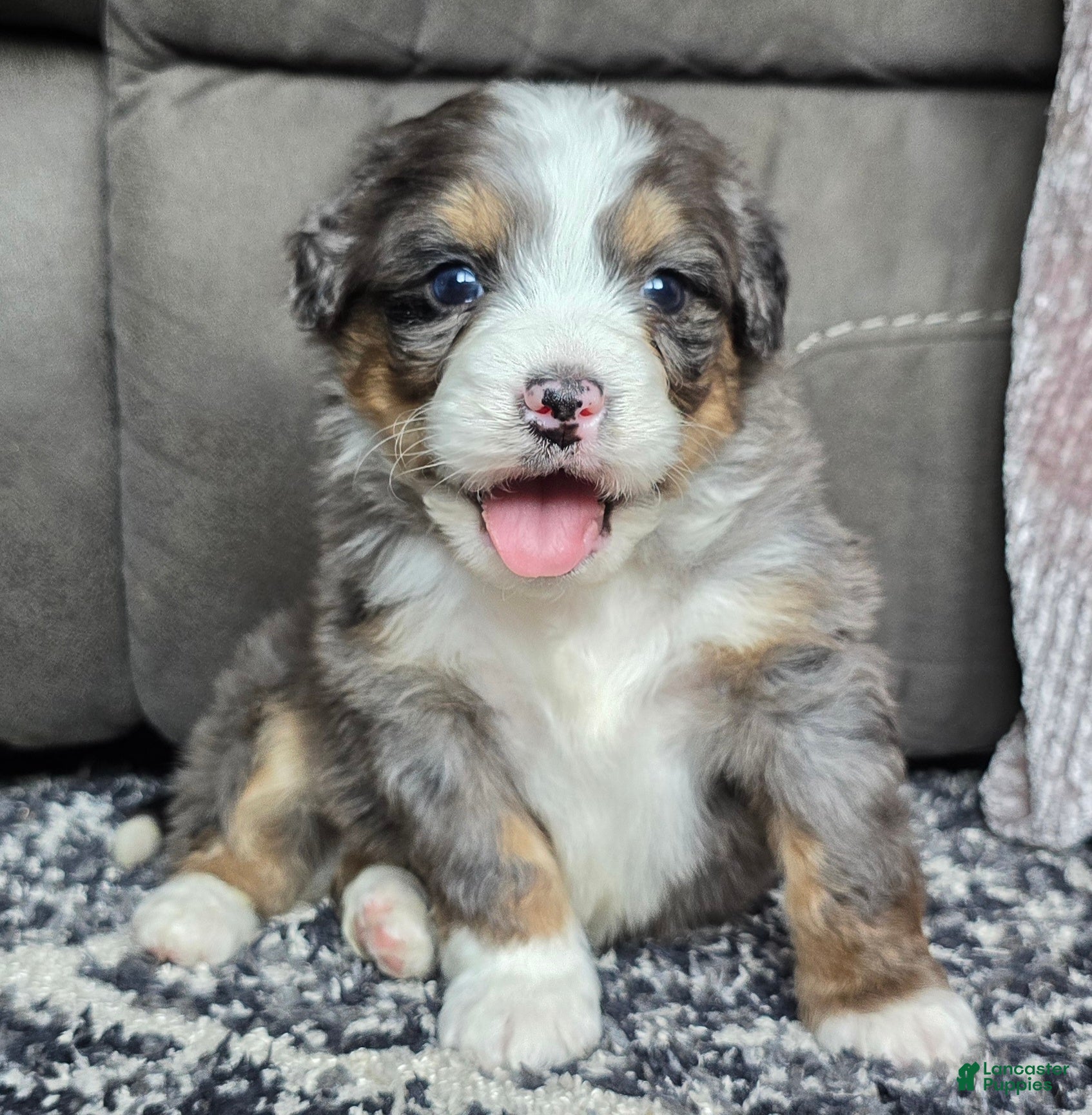 Mini Bernedoodle dogs Mini Archie - Ad 18